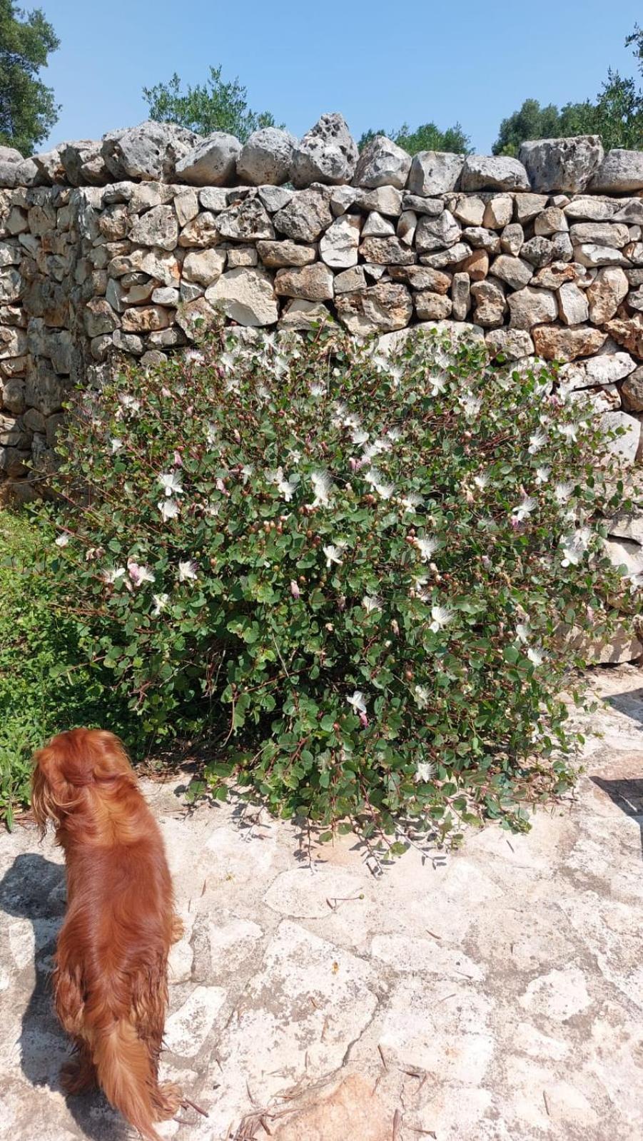 Trulli Aurasia Ostuni Ngoại thất bức ảnh