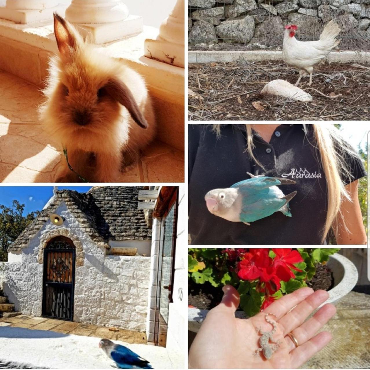 Trulli Aurasia Ostuni Ngoại thất bức ảnh